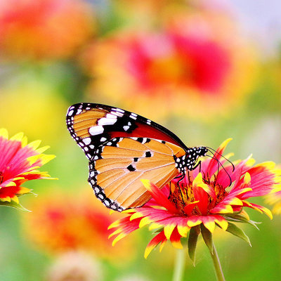 Schmetterling auf hübscher Blüte