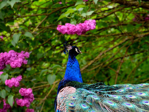 Pfau vor pink blühendem Rhododendron